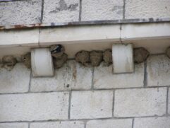 Ornitološka udruga Brkata sjenica