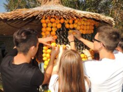Dani mandarina - Srednja poljiprivredna i tehnička škola Opuzen (2)