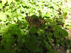 Foto - Brkata sjenica (10)