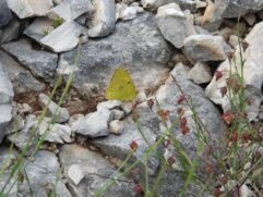 Foto - Brkata sjenica (4)
