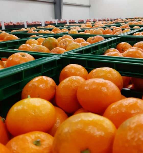 Mandarina