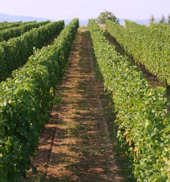 Vinograd
