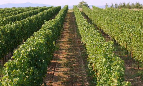 Vinograd