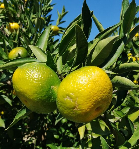 Neretvanska mandarina