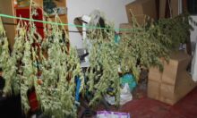 Marihuana