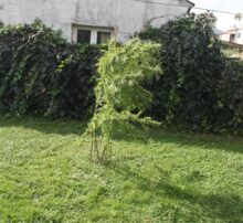 marihuana Metković
