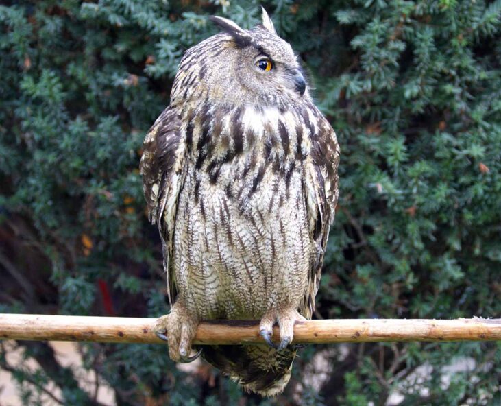 Sova Velika ušara (Bubo bubo) (3)