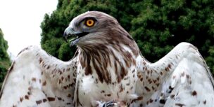 Bariša Ilić, OD Brkata sjenica i Orao zmijar Circaetus gallicus (2)