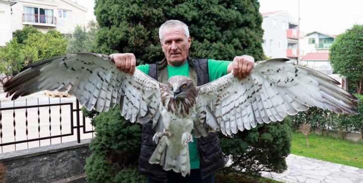 Bariša Ilić, OD Brkata sjenica i Orao zmijar Circaetus gallicus (3)