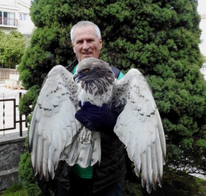 Bariša Ilić, OD Brkata sjenica i Orao zmijar Circaetus gallicus (4)