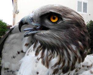 Bariša Ilić, OD Brkata sjenica i Orao zmijar Circaetus gallicus (5)