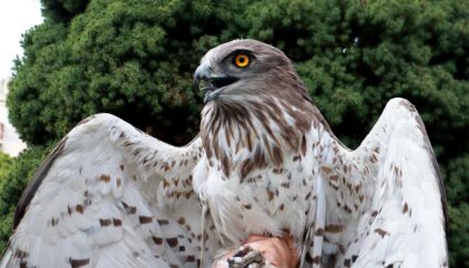 Bariša Ilić, OD Brkata sjenica i Orao zmijar Circaetus gallicus (6)