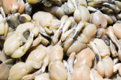 23 Neretvanska Brudetijada (43)