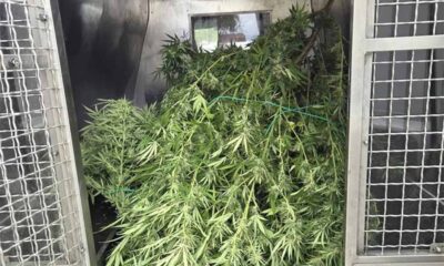 Marihuana