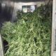 Marihuana