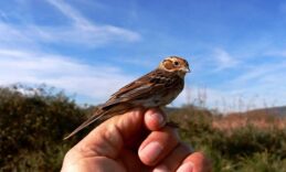Mala strnadica u ornitološkom kampu Brkata sjenica (2)