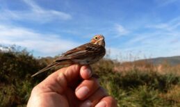 Mala strnadica u ornitološkom kampu Brkata sjenica (3)
