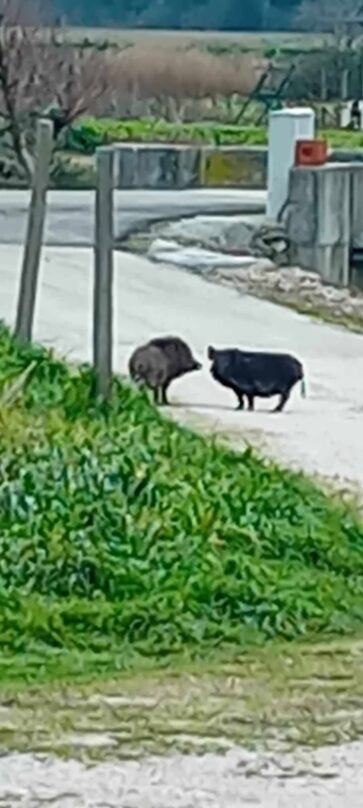 Divlje svinje na ulici u Metkoviću