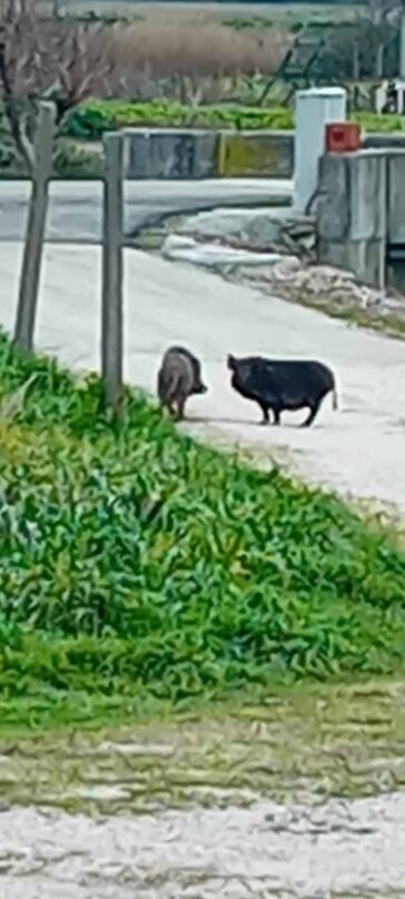 Divlje svinje na ulici u Metkoviću