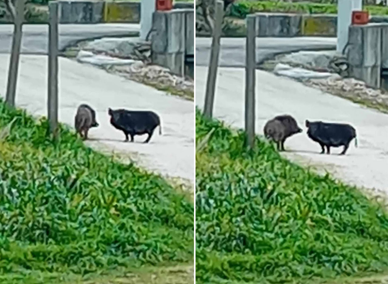 Divlje svinje na ulici u Metkoviću