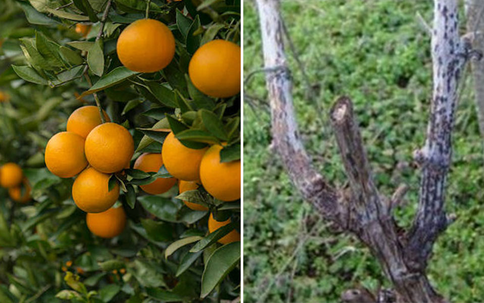 agrumi i vinova loza