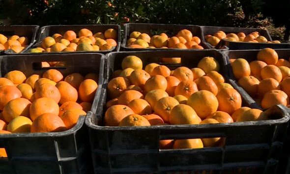 neretvanska mandarina