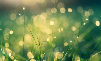 green economy