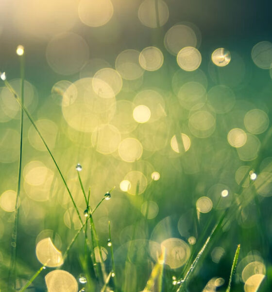 green economy