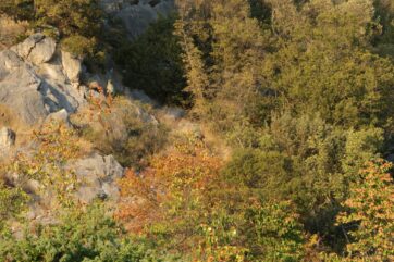 Ptica Zlatovrana u dolini Neretve (3) Ptica Zlatovrana u dolini Neretve (3)