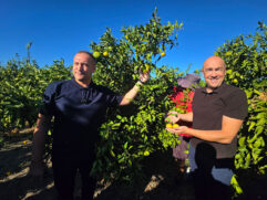 počela berba mandarina (14)