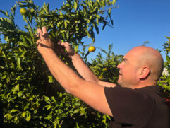 počela berba mandarina (15)