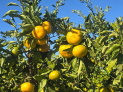 počela berba mandarina (17)