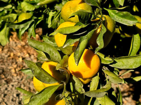 počela berba mandarina (18)